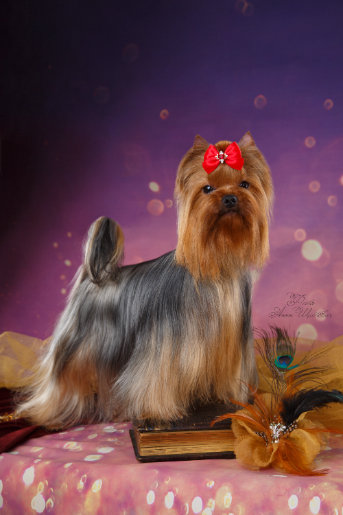 Lesanzh LESANZH SAVANNA &mdash; Labaza DogPedigree YorkshireTerrier